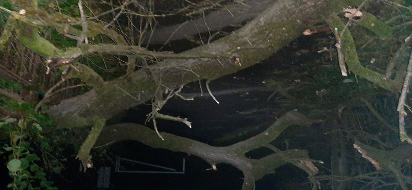 chute d'arbres