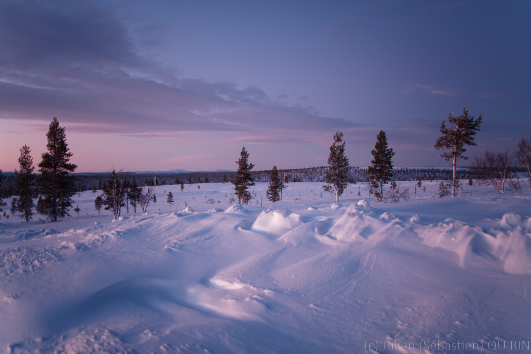 Forêt boréale en Finlande