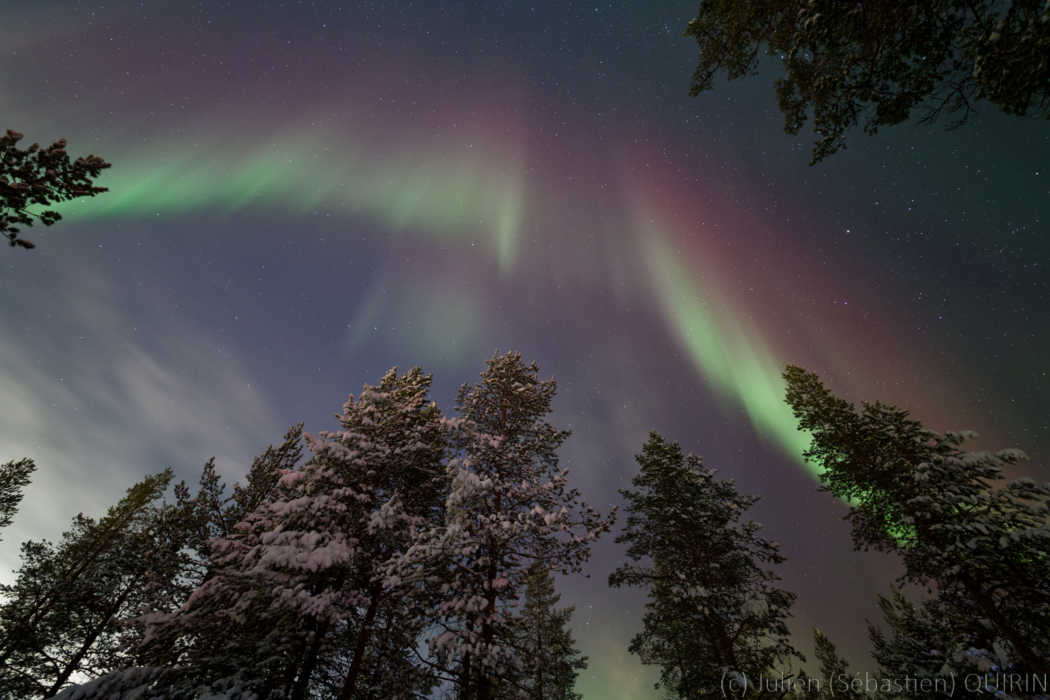 Aurore boréale en Finlande au-dessus des arbres